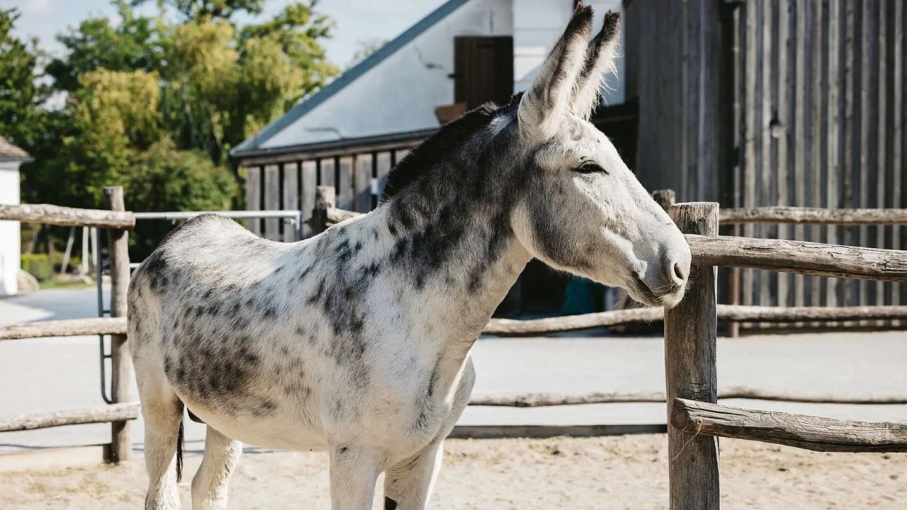 O burro gigante da Andaluzia está oficialmente em risco de extinção na Espanha. Baixa diversidade genética e poucas fêmeas puras ameaçam a sobrevivência da raça.