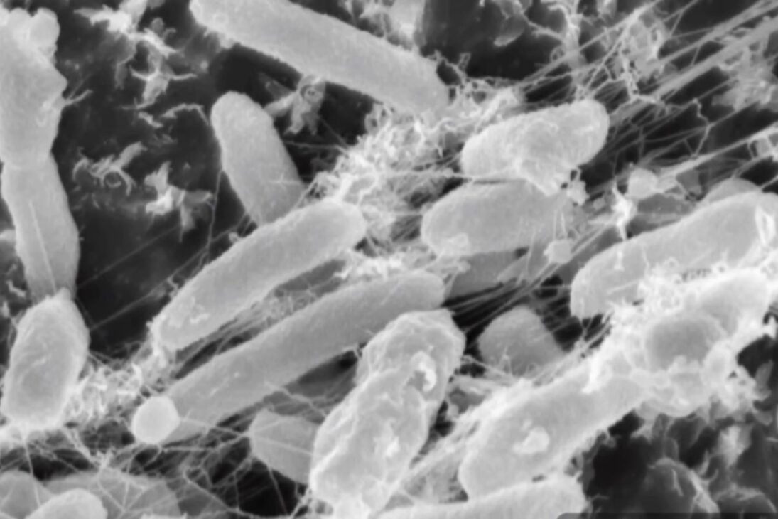 Bactérias que comem petróleo explicam como 75% do óleo da Deepwater Horizon “sumiu” no Golfo do México, salvam o mar, mas criam zonas mortas e aceleram a corrosão.