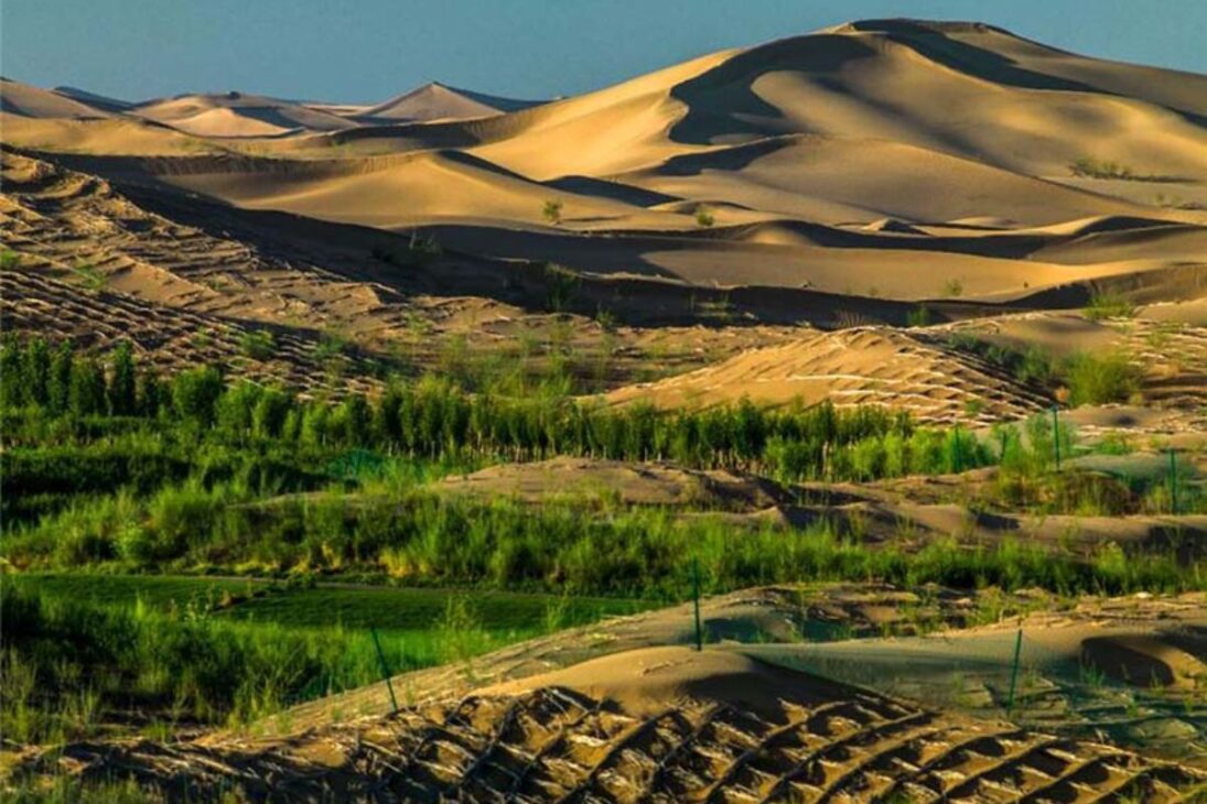 cavalos selvagens voltam à China, reativam solo no deserto e mostram por que árvores sozinhas não freiam a desertificação, ao espalhar sementes e reacender microrganismos que sustentam pastagens.