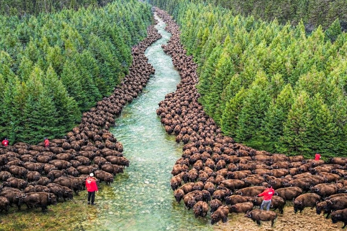 Reintrodução de bisontes nas montanhas da Romênia transforma a natureza local e recria ecossistema autossustentável, unindo conservação e convivência humana.
