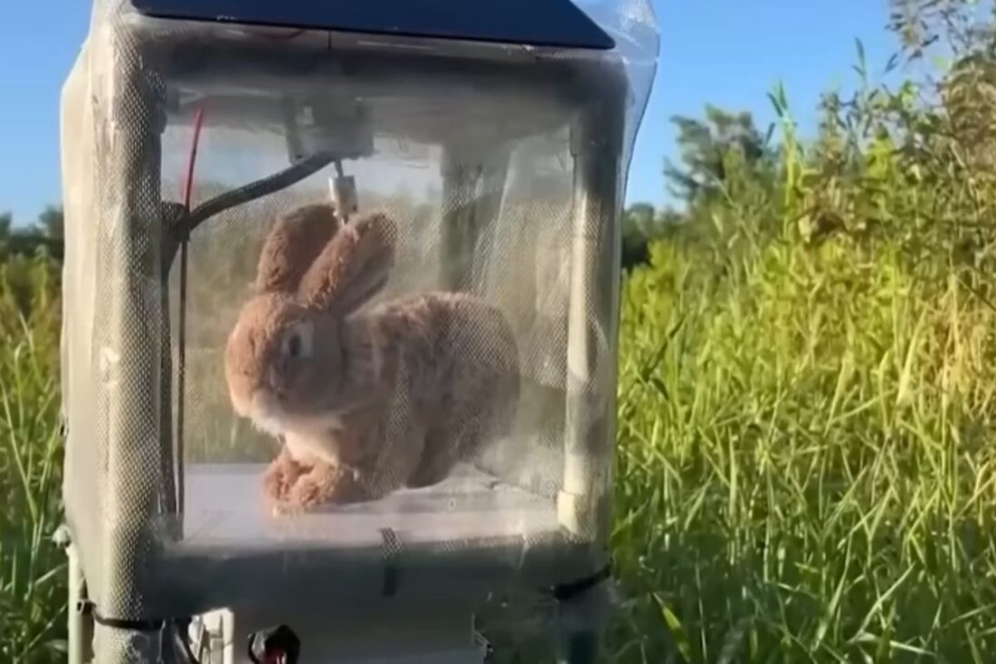 Nos pântanos da Flórida, coelhos robóticos, jacarés e inteligência artificial são usados para rastrear e combater pitons gigantes que estão devastando os Everglades.