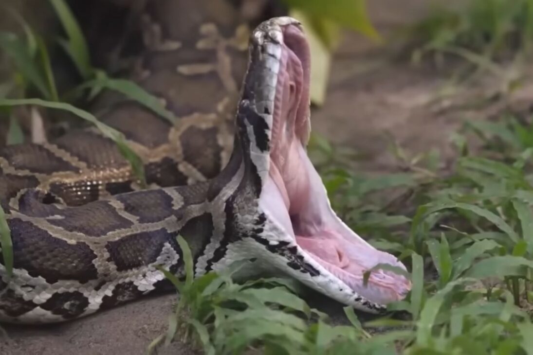 Nos pântanos da Flórida, coelhos robóticos, jacarés e inteligência artificial são usados para rastrear e combater pitons gigantes que estão devastando os Everglades.