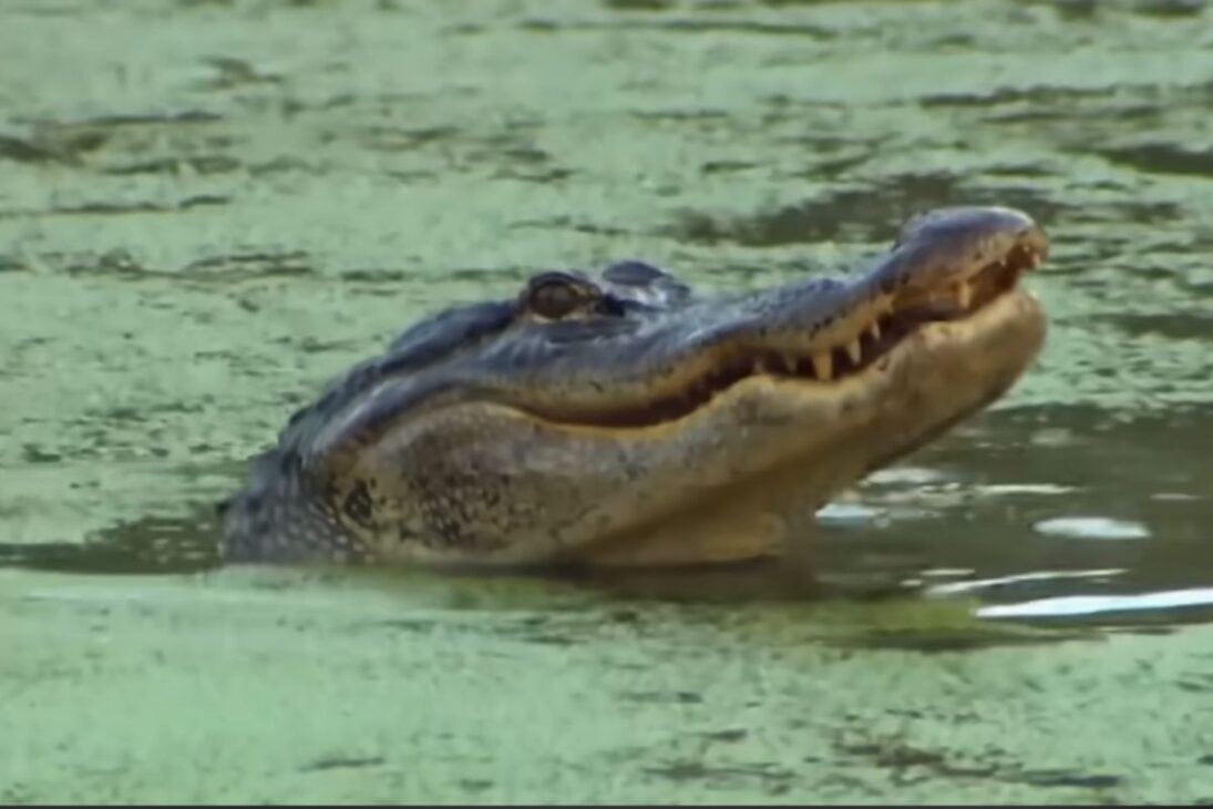 Nos pântanos da Flórida, coelhos robóticos, jacarés e inteligência artificial são usados para rastrear e combater pitons gigantes que estão devastando os Everglades.