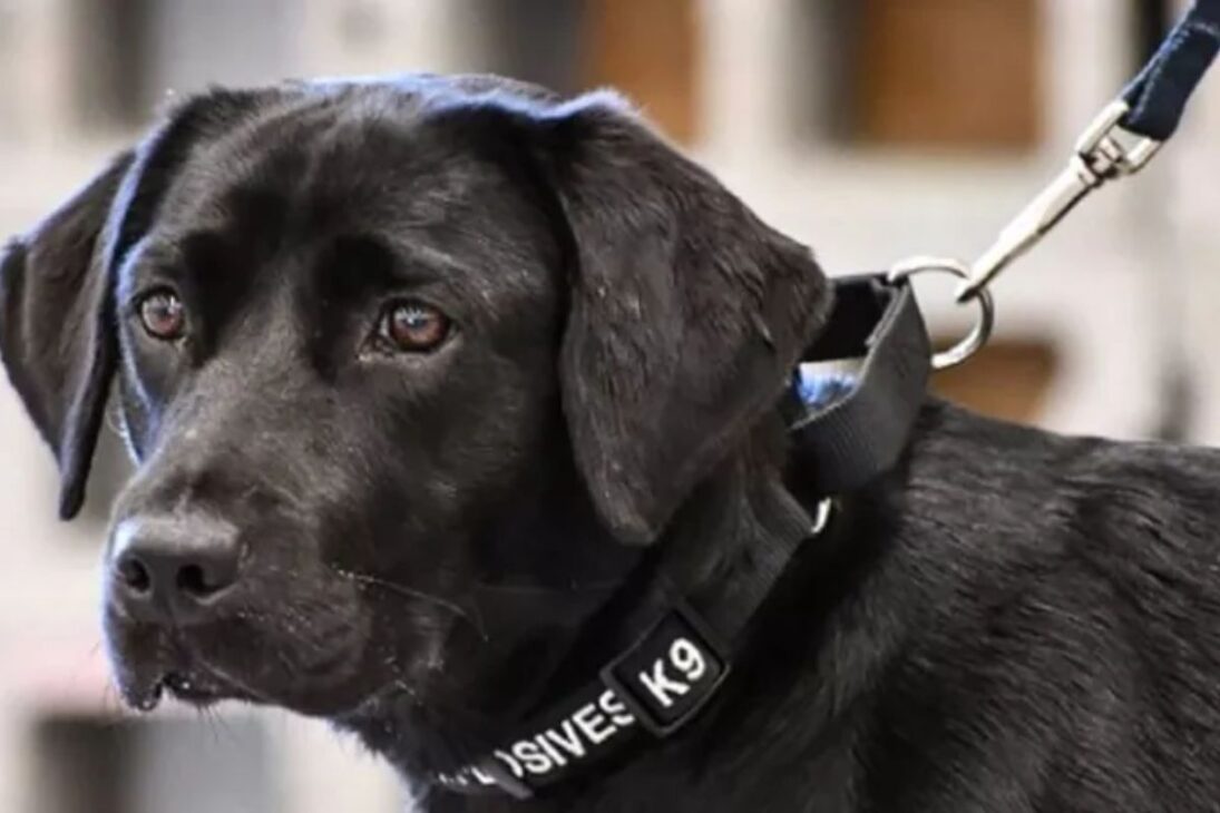 Nos pântanos da Flórida, coelhos robóticos, jacarés e inteligência artificial são usados para rastrear e combater pitons gigantes que estão devastando os Everglades.