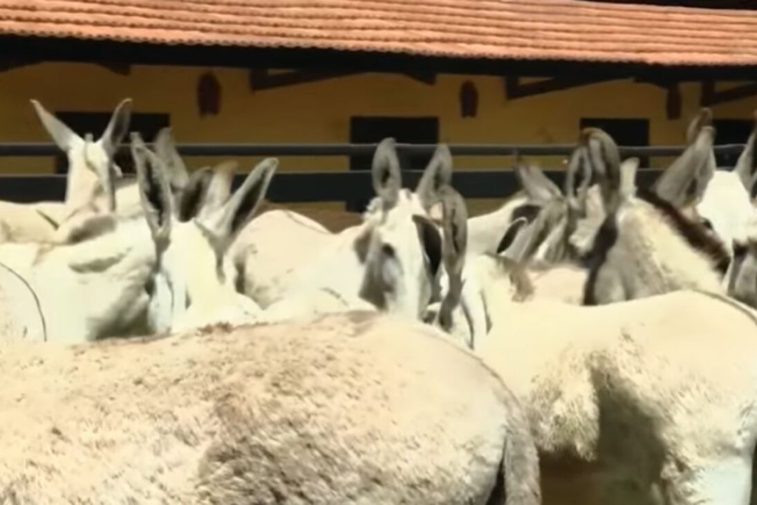 Criado no Brasil, o jumento Pêga virou o mais valioso do país, produz mulas disputadas por até R$ 200 mil e tem uma história genética tão impressionante que reescreve