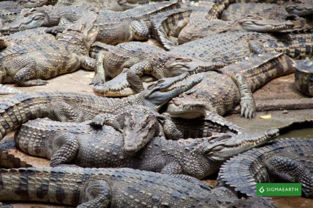 Crocodilos prosperam em Turkey Point, na Flórida, usando canais de resfriamento da usina nuclear como refúgio, dobrando a população desde os anos 1970.