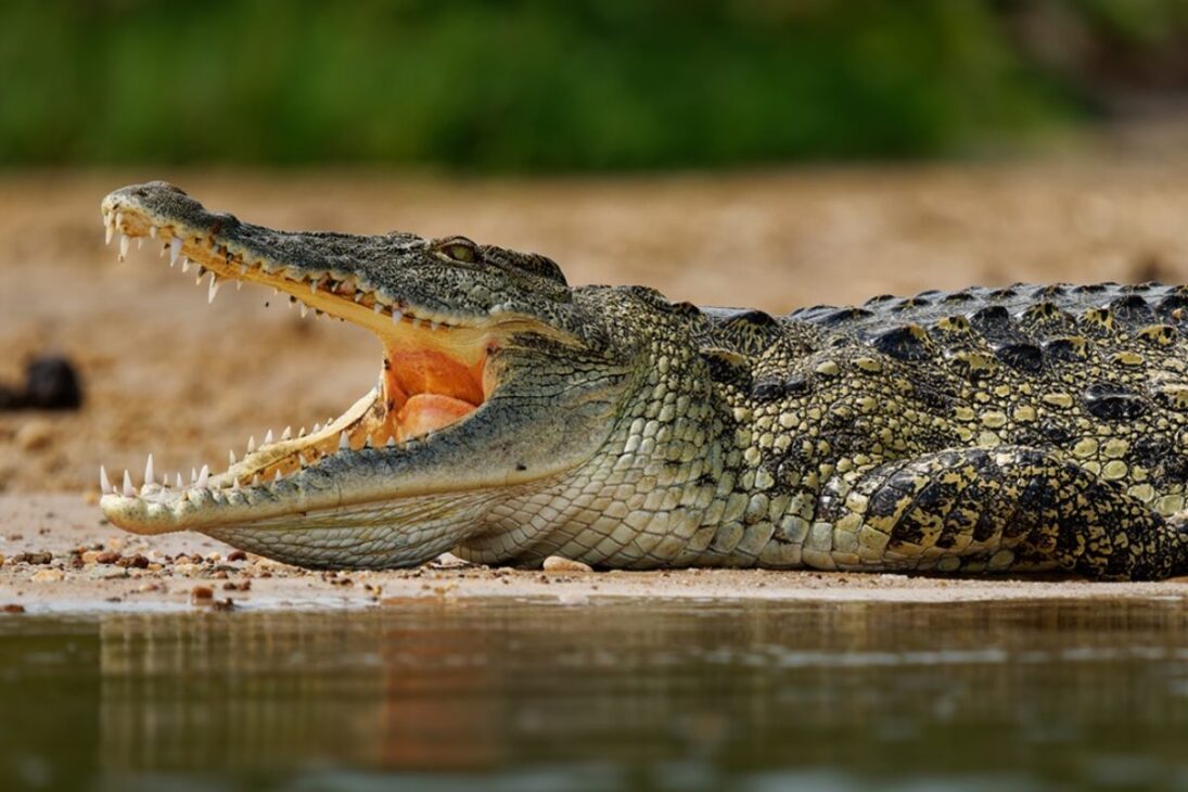 Crocodilos prosperam em Turkey Point, na Flórida, usando canais de resfriamento da usina nuclear como refúgio, dobrando a população desde os anos 1970.