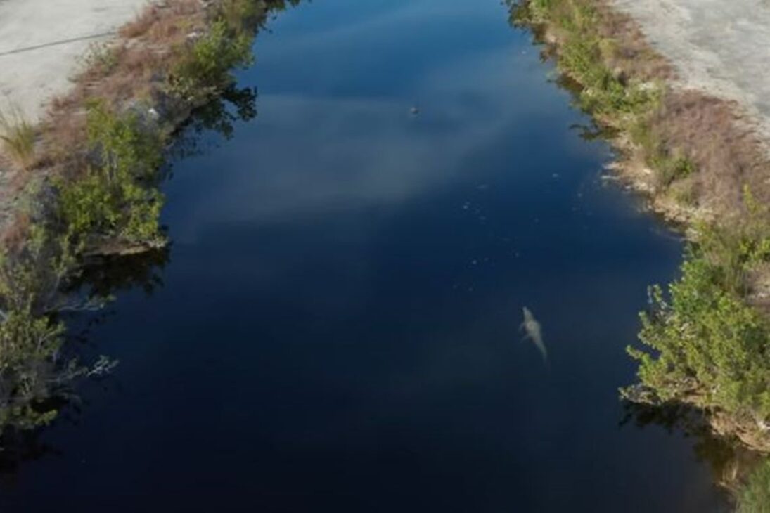 Crocodilos prosperam em Turkey Point, na Flórida, usando canais de resfriamento da usina nuclear como refúgio, dobrando a população desde os anos 1970.