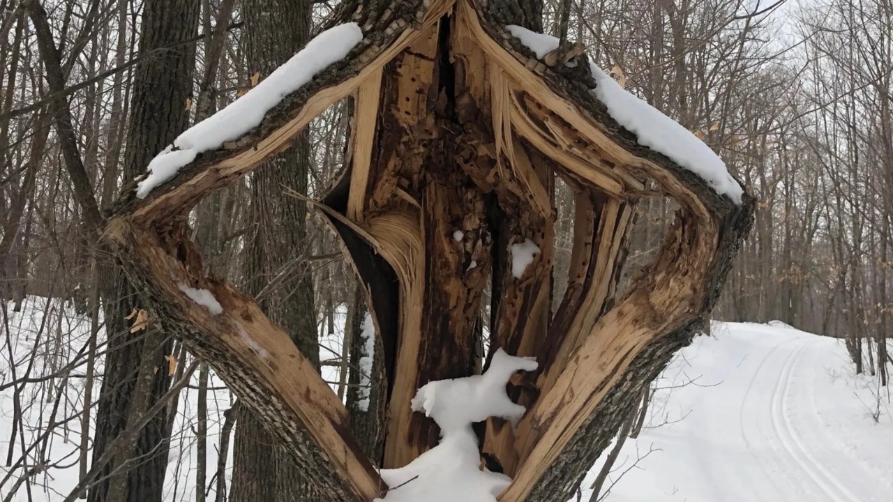 Fenômeno climático extremo nos Estados Unidos faz árvores explodir durante a madrugada e causa medo, danos e apagões em várias cidades