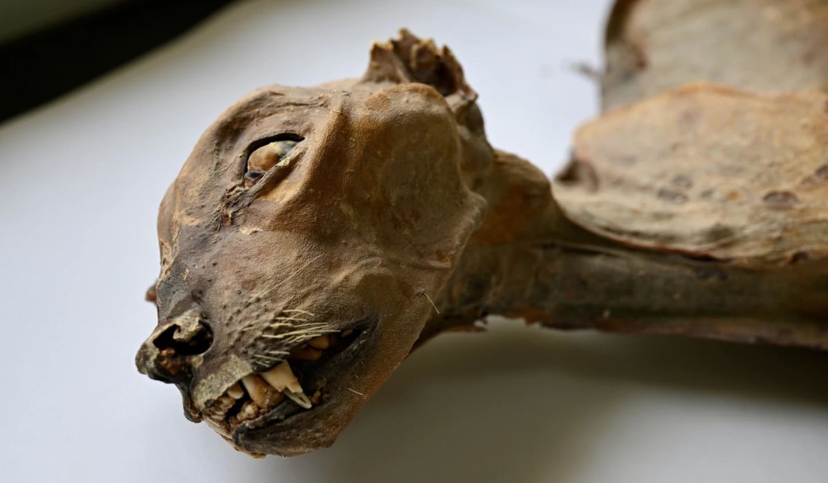 Guepardos mumificados foram achados em cavernas da Arábia Saudita, com restos de até 1.800 anos que revelam a presença antiga da espécie. (Ahmed Boug et al./Communications Earth & Environment via AP/Divulgação)