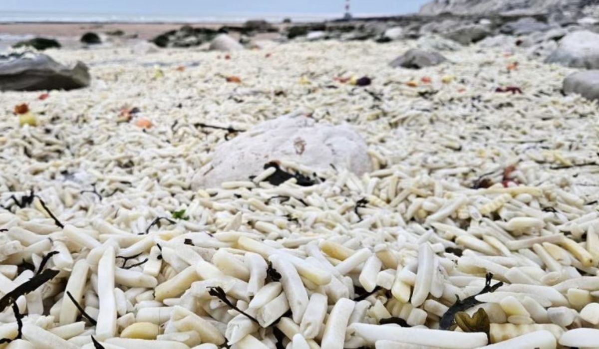 Batatas e cebolas cobriram uma praia em East Sussex após contêineres caírem no mar durante tempestades, mobilizando limpeza no litoral. (Imagem: Reprodução)