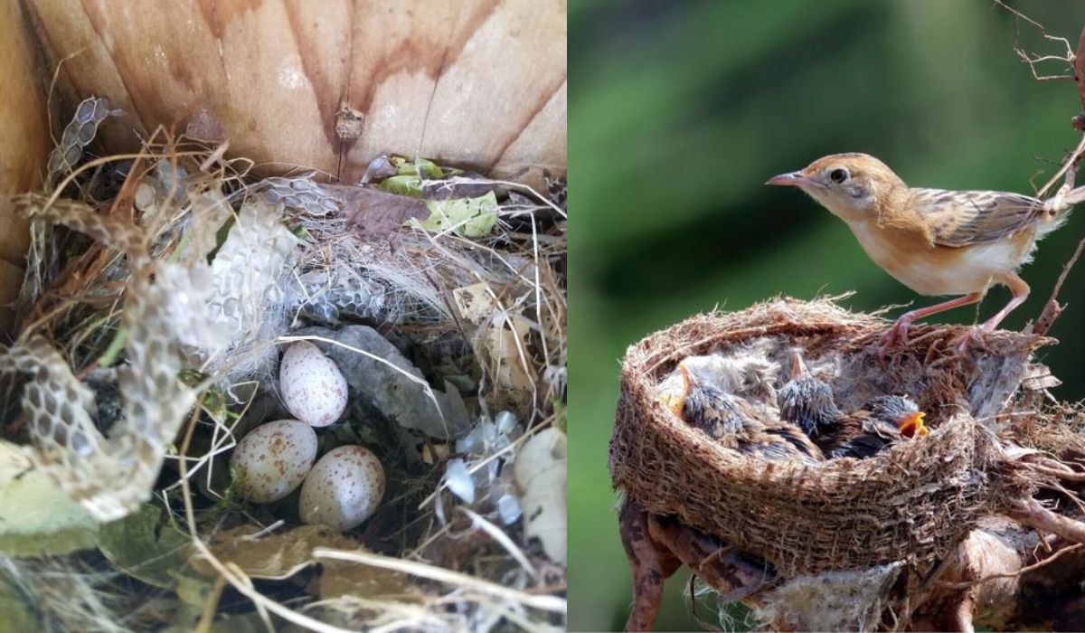 Estudo mostra que aves usam pele de cobra em ninhos para reduzir ataques de predadores, estratégia eficaz em ninhos de cavidade. (Imagem: Colagem/Reprodução)