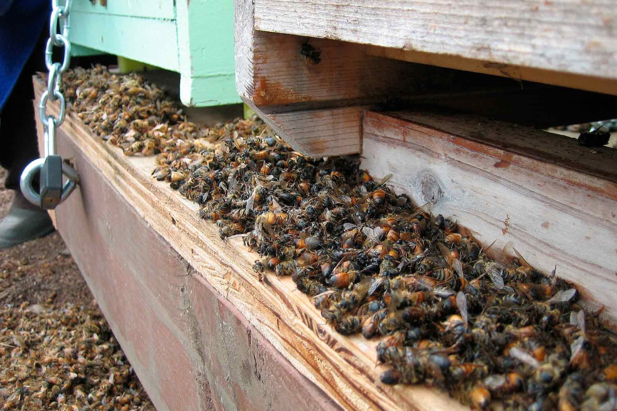 Um ácaro que ataca abelhas e leva à eliminação de cerca de 30,000 colmeias na Austrália, impulsionando uma das maiores ações de biossegurança agrícola do país