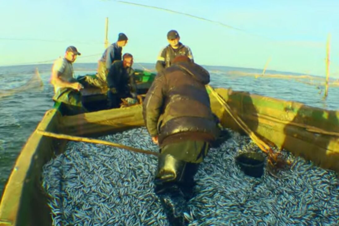 Entenda como a sardinha vira lata na produção de sardinha na fábrica da Gomes da Costa, com sardinha em lata esterilizada em autoclave industrial.
