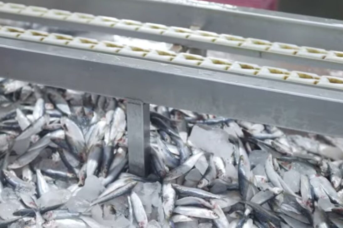 Entenda como a sardinha vira lata na produção de sardinha na fábrica da Gomes da Costa, com sardinha em lata esterilizada em autoclave industrial.