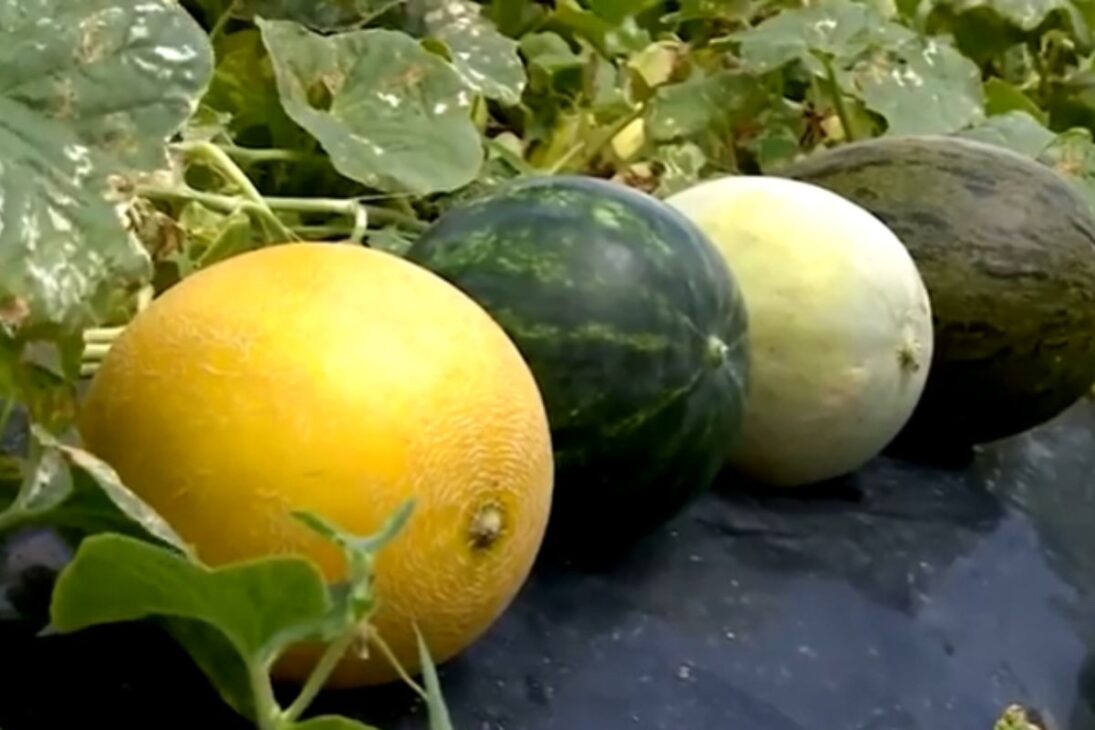 Fazendas gigantes mostram como a fazenda de melão do RN, o maior jabuticabal do mundo e a acerola orgânica impulsionam a produção de frutas no Brasil.