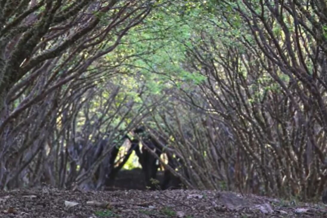 Fazendas gigantes mostram como a fazenda de melão do RN, o maior jabuticabal do mundo e a acerola orgânica impulsionam a produção de frutas no Brasil.