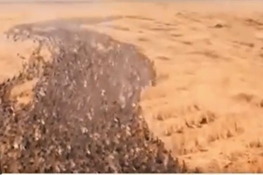 Na Tailândia, patos na Tailândia viram exército de patos nos arrozais: patos no arroz fazem controle de pragas com patos de forma natural.