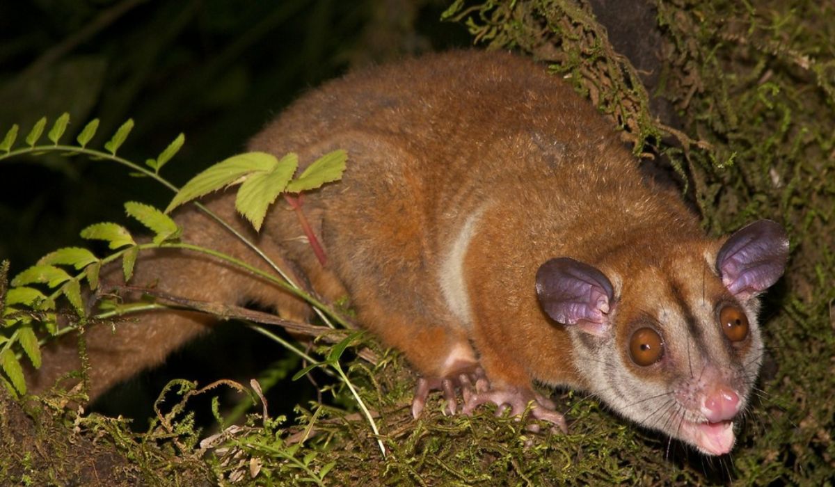 Monitoramento em Brumadinho identifica sete novas espécies de pequenos mamíferos e orienta ações de conservação e recuperação ambiental. (Imagem: Reprodução/biodiversity4all)