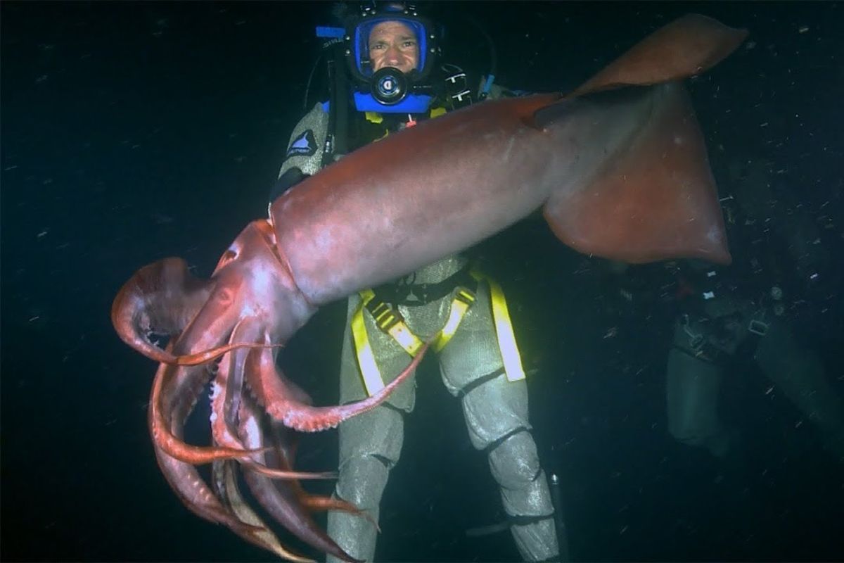 monstros enormes no fundo do mar: gigantismo, neve marinha e lulas gigantes explicam por que pressão e frio criam gigantes.