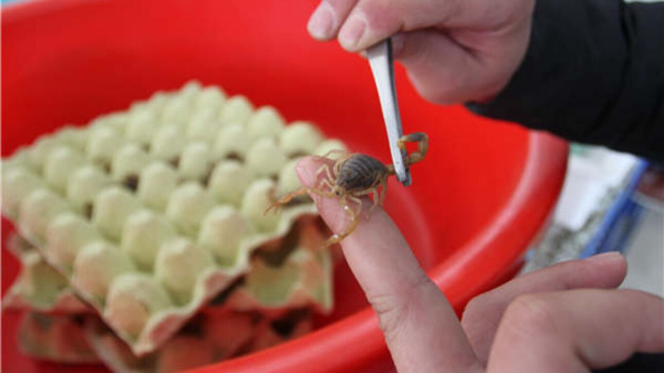 Fazendas chinesas criam escorpiões em escala industrial para veneno, medicina tradicional e pesquisa científica em um agronegócio pouco conhecido.