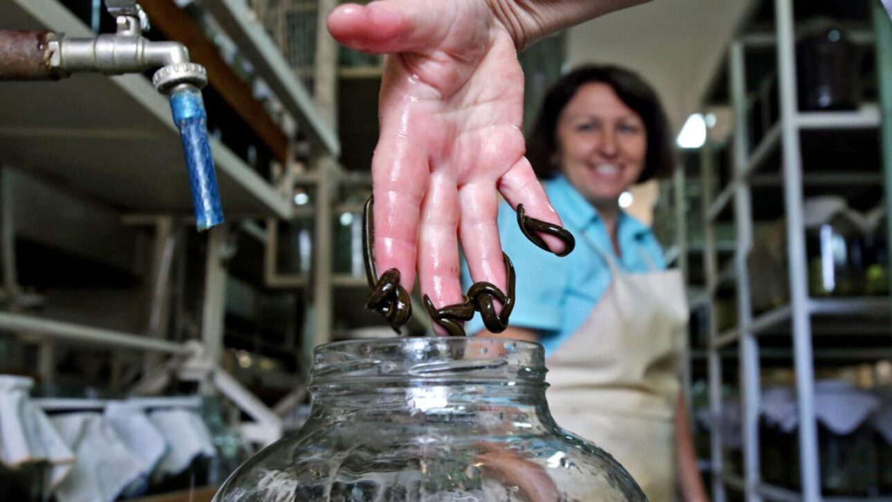 Criação de sanguessugas em fazendas na China atende à farmacopeia oficial e revela uma cadeia produtiva controlada pouco conhecida fora da Ásia.