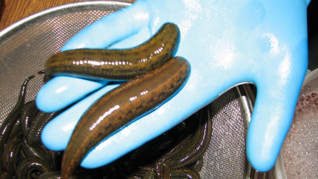 Criação de sanguessugas em fazendas na China atende à farmacopeia oficial e revela uma cadeia produtiva controlada pouco conhecida fora da Ásia.