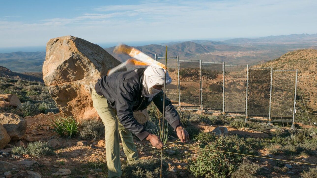 Tecnologia alemã capta água da neblina no Marrocos e abastece vilarejos perto do Saara com redes que transformam umidade do ar em água potável.