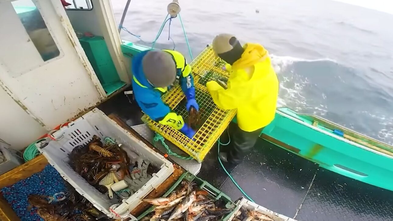 Tecnologia, métodos de captura e logística explicam como peixes gigantes são pescados no oceano e chegam aos mercados e restaurantes.