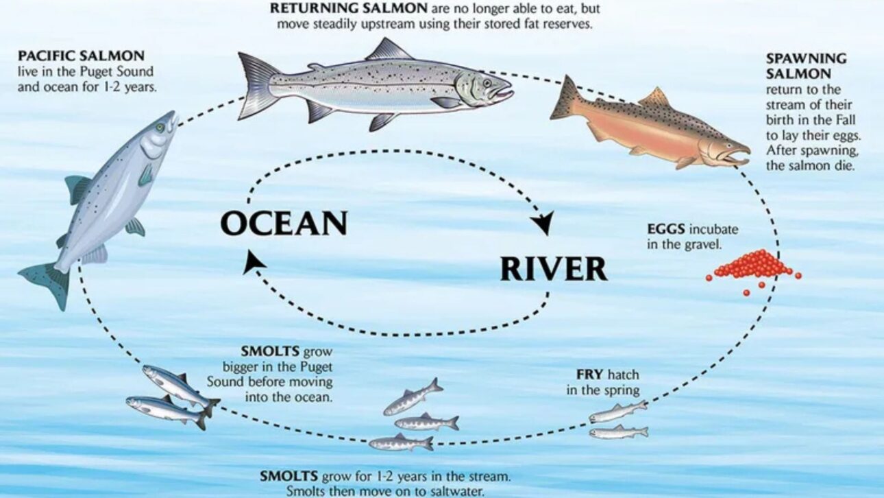 Salmão-vermelho nada contra a corrente em rio do noroeste do Pacífico durante migração reprodutiva, fenômeno central da migração animal e do ciclo de vida da espécie. (Imagem: Getty Images)