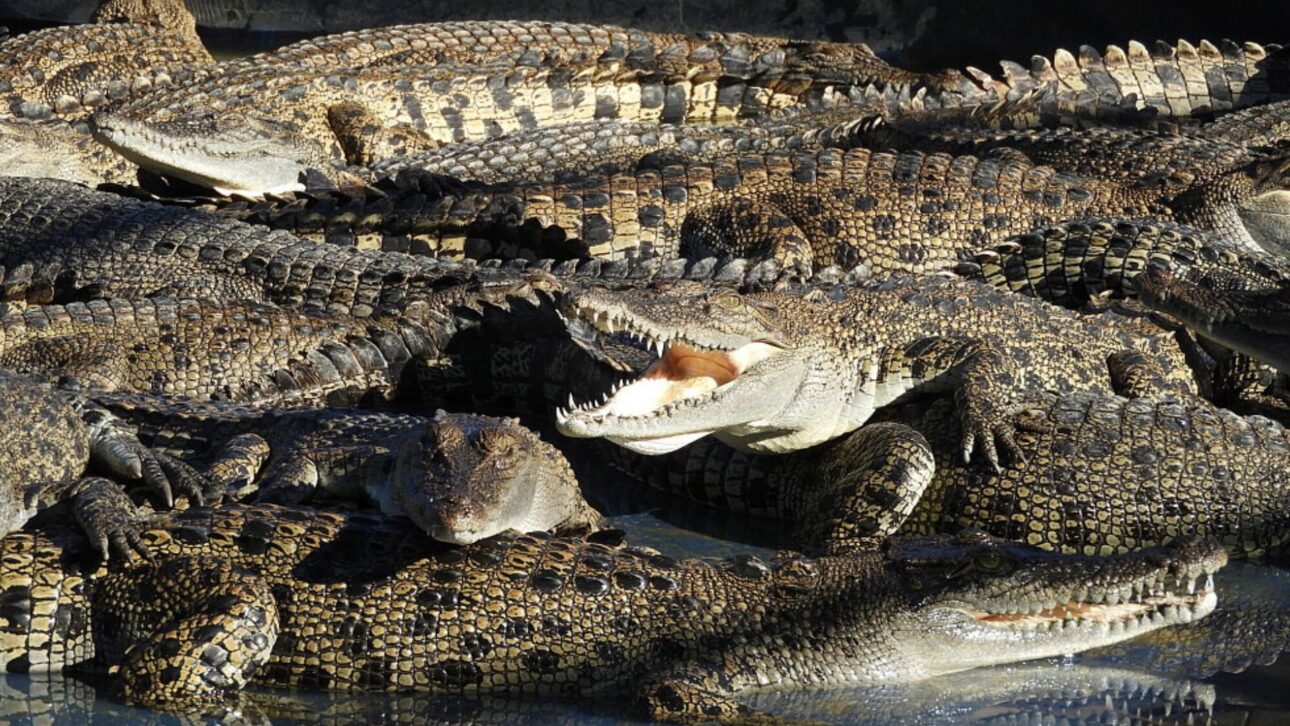Criação de crocodilos no norte da Austrália abastece mercado de carne exótica e couro de luxo, sob regras ambientais e controle estatal.