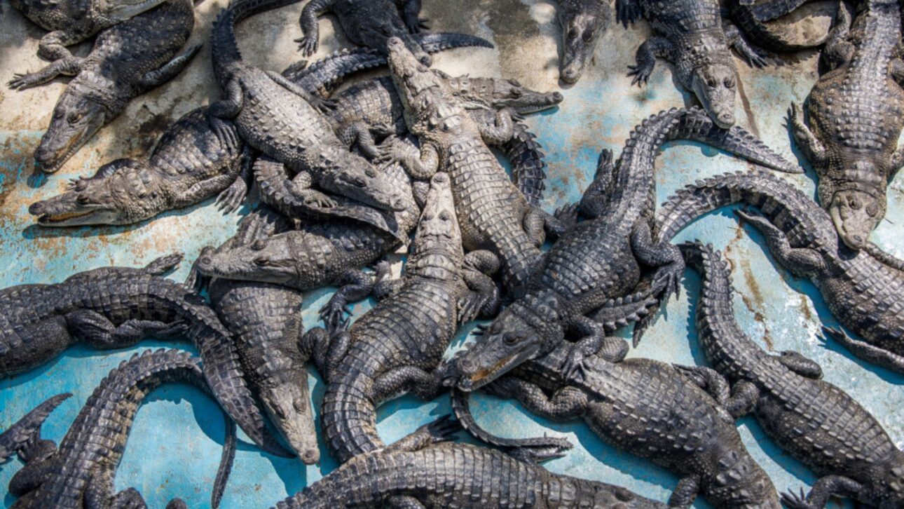 Criação de crocodilos no norte da Austrália abastece mercado de carne exótica e couro de luxo, sob regras ambientais e controle estatal.