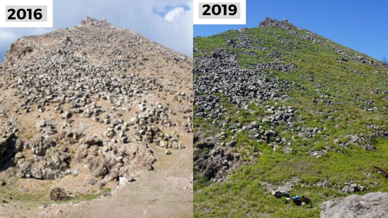 Erradicação de cabras ferais na Isla Guadalupe permitiu recuperação de plantas nativas e reflorestamento, mas revelou erosão extrema e novas invasões.