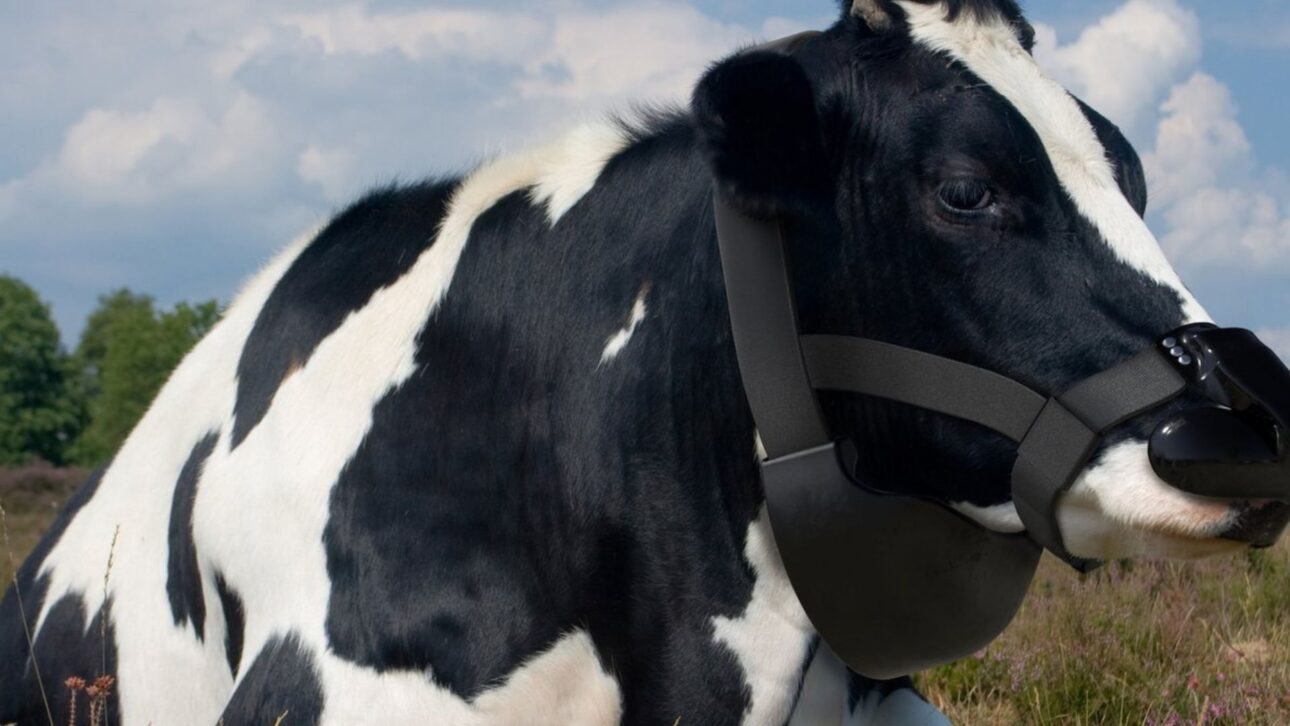 Máscara desenvolvida para bovinos captura metano liberado na respiração, usa sensores e ventilação e já é testada com apoio de grandes empresas do agronegócio.