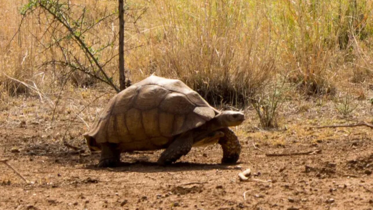 Experimento no Saara mostra como tartarugas-sulcata ajudaram a regenerar o solo, criar túneis profundos e estimular o retorno da vegetação em áreas áridas.