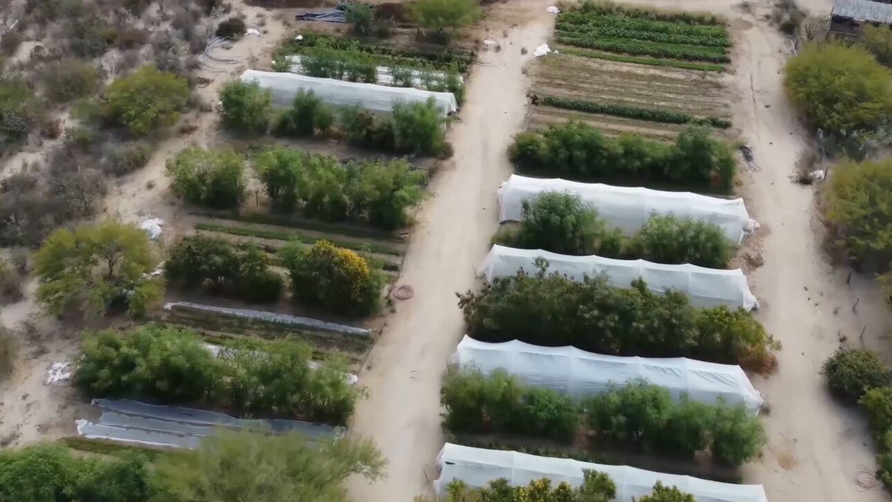 Fazenda no Deserto de Sonora regenera solo com fungos, biocrostas e irrigação probiótica, reduz uso de água e aumenta colheitas em clima árido.