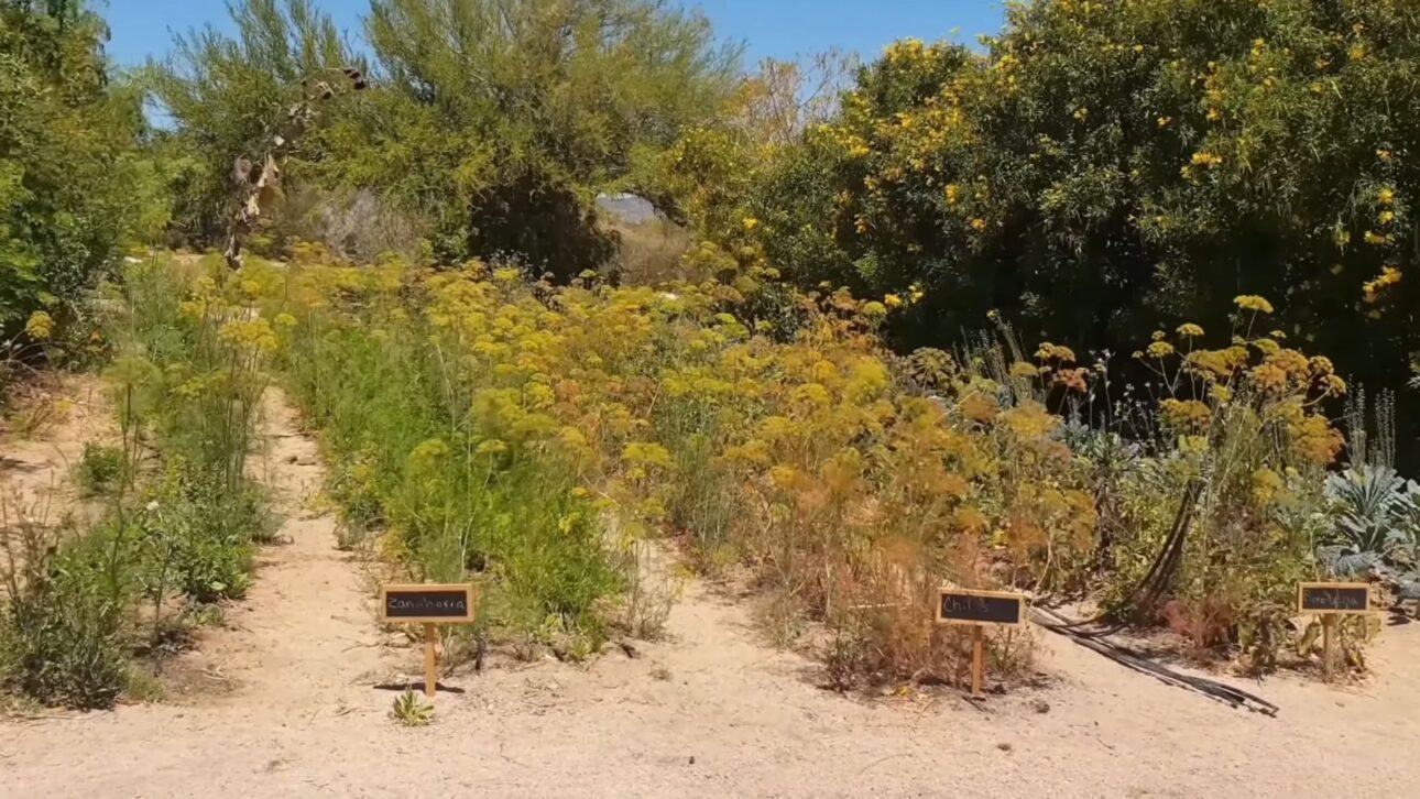 Fazenda no Deserto de Sonora regenera solo com fungos, biocrostas e irrigação probiótica, reduz uso de água e aumenta colheitas em clima árido.