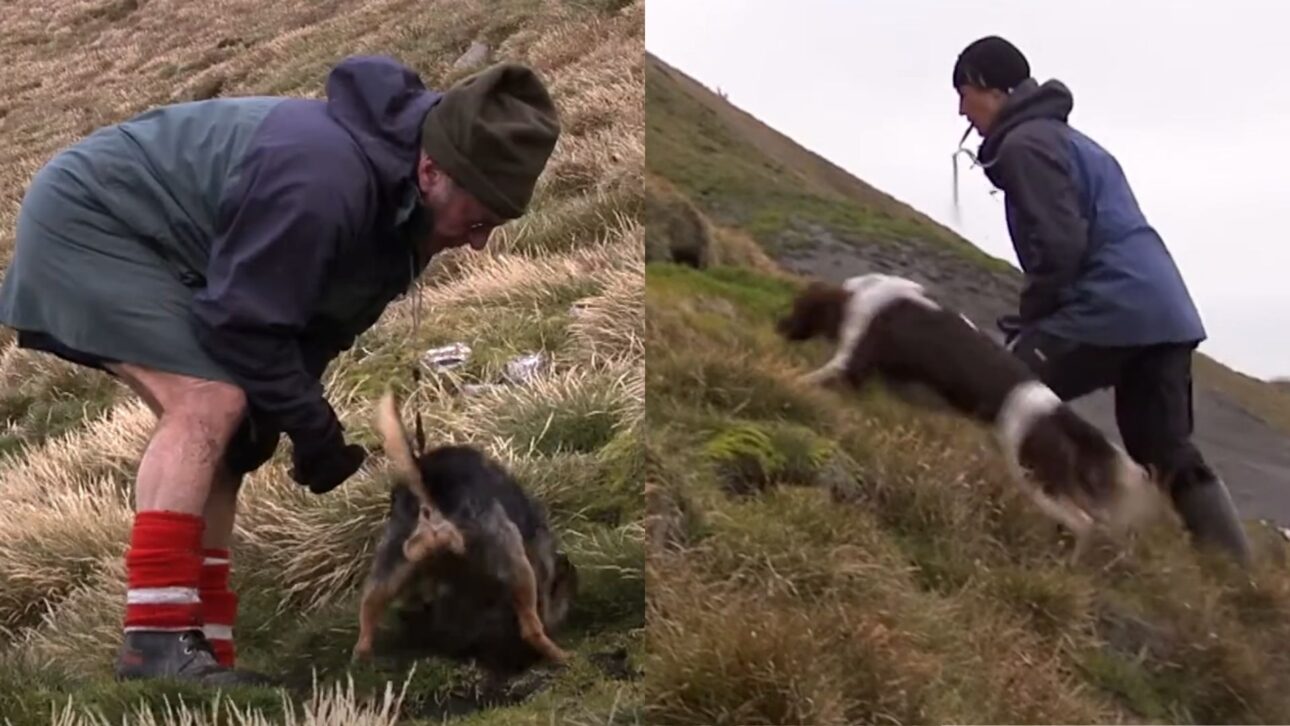 Operação inédita eliminou gatos selvagens em ilha remota e permitiu a recuperação gradual de aves marinhas afetadas por predador invasor.