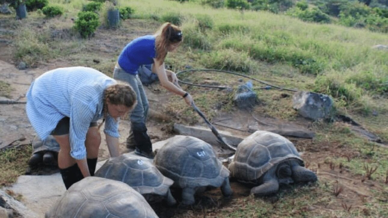 Experimento em Maurício mostra tartarugas gigantes restaurando a dispersão de sementes e ajudando árvore rara a se regenerar sem plantio humano.