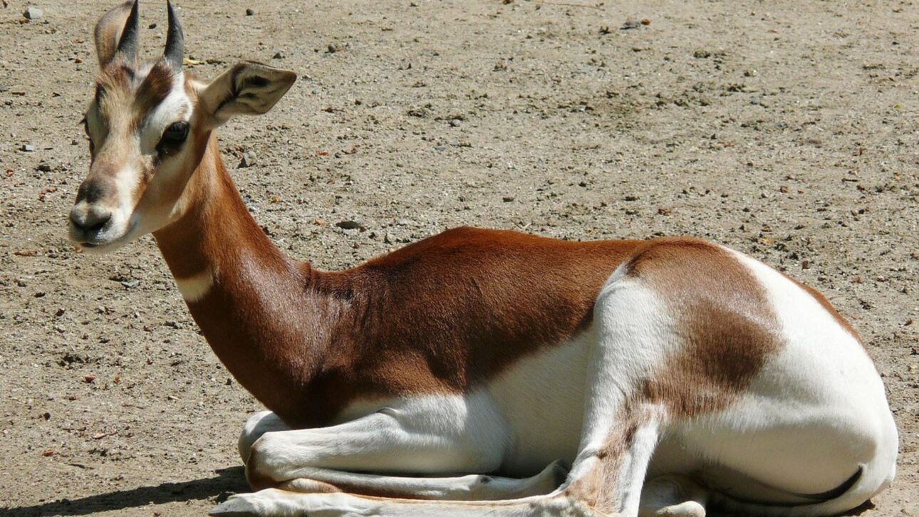 Gazelas-mhorr foram soltas no deserto do Marrocos e colares de GPS revelaram deslocamentos de até 50 km antes da escolha do território.