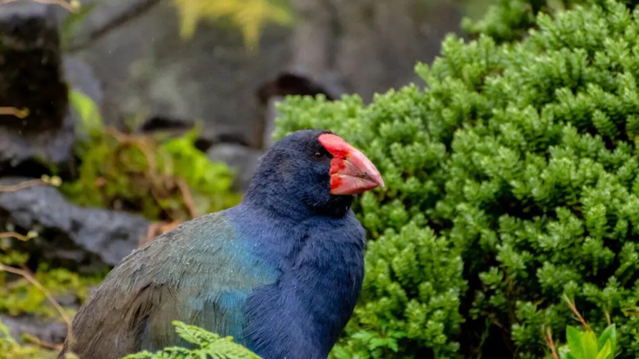 Ave takahē, declarada extinta, reaparece na Nova Zelândia e se torna símbolo global de conservação após manejo científico e refúgios sem predadores.