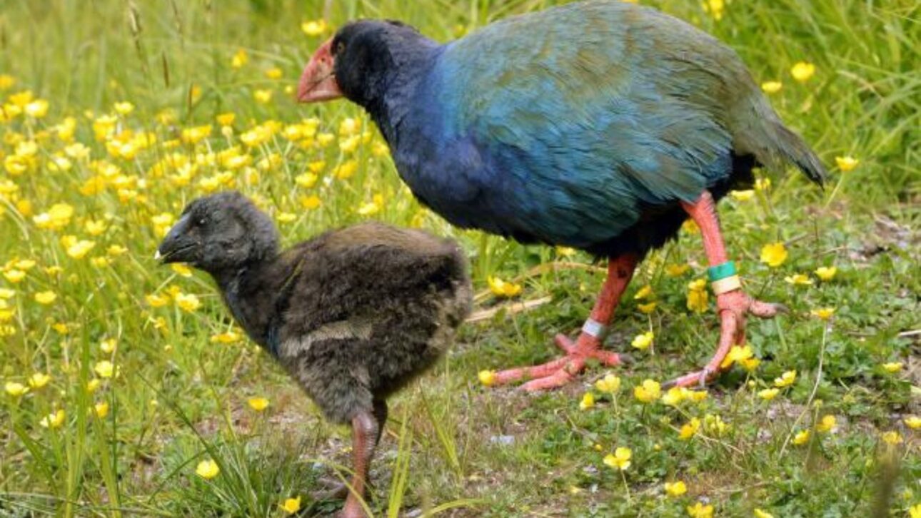 Ave takahē, declarada extinta, reaparece na Nova Zelândia e se torna símbolo global de conservação após manejo científico e refúgios sem predadores.