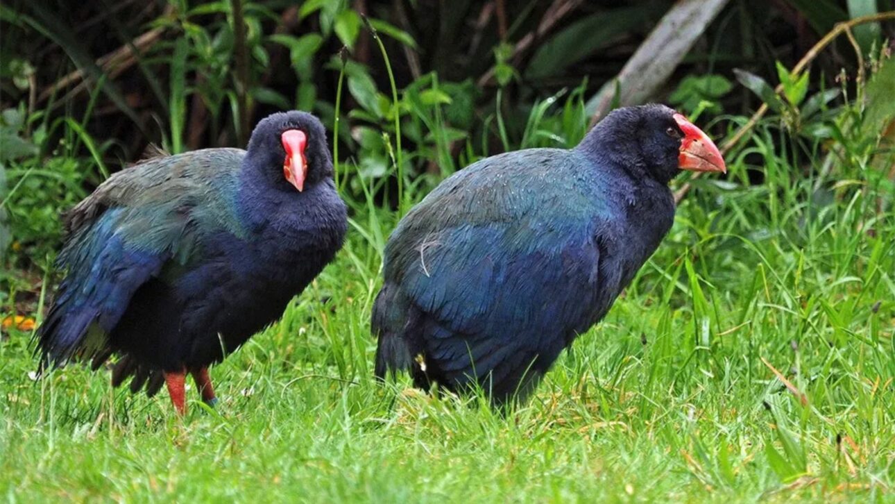 Ave takahē, declarada extinta, reaparece na Nova Zelândia e se torna símbolo global de conservação após manejo científico e refúgios sem predadores.