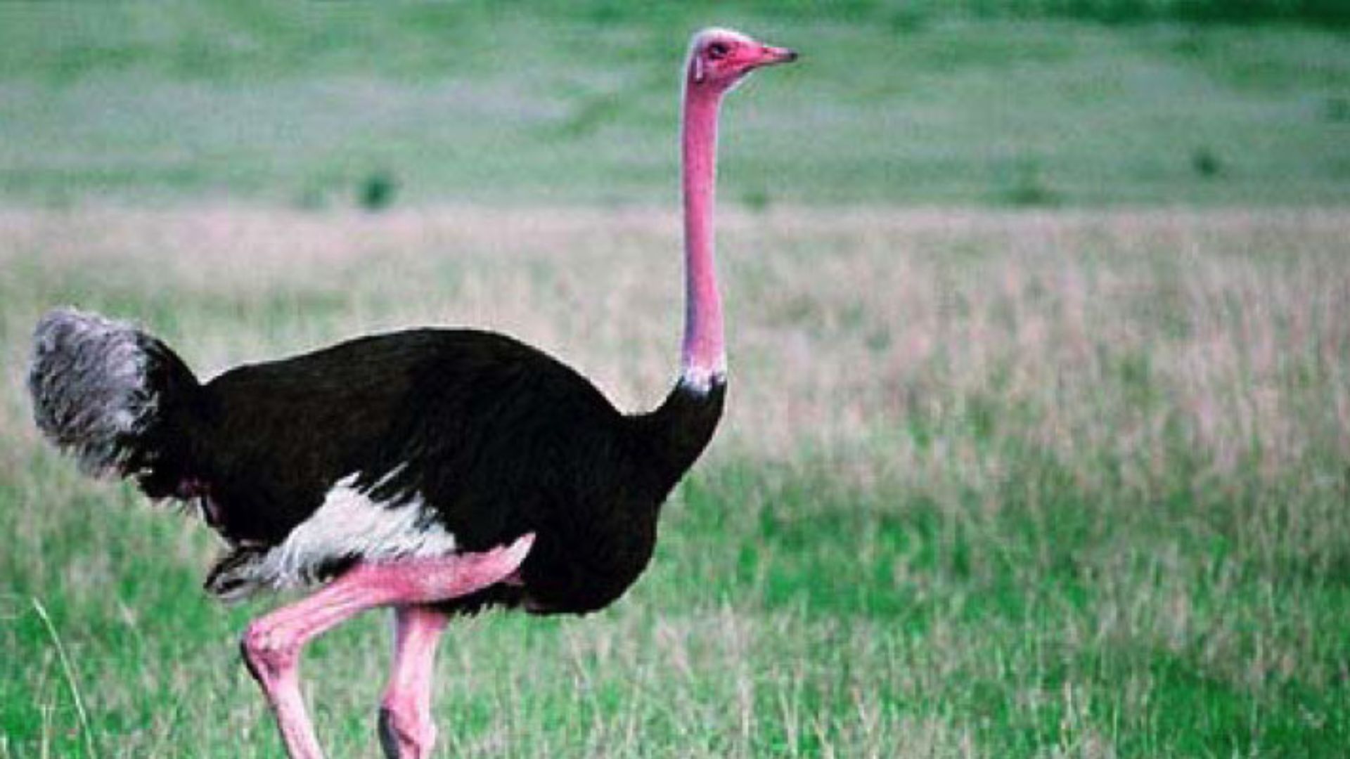 Avestruzes de pescoço vermelho voltaram ao deserto do Saara no Chade e já formam ninhos, com filhotes nascendo em área protegida da Ennedi.