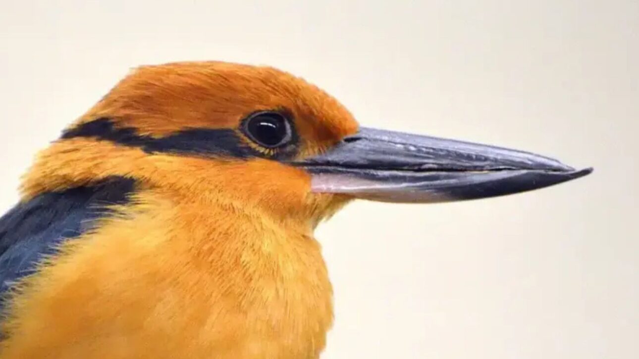 Pássaro sihek, extinto na natureza por quase 40 anos, volta a viver em ilha do Pacífico após ação de conservação e controle de invasores.