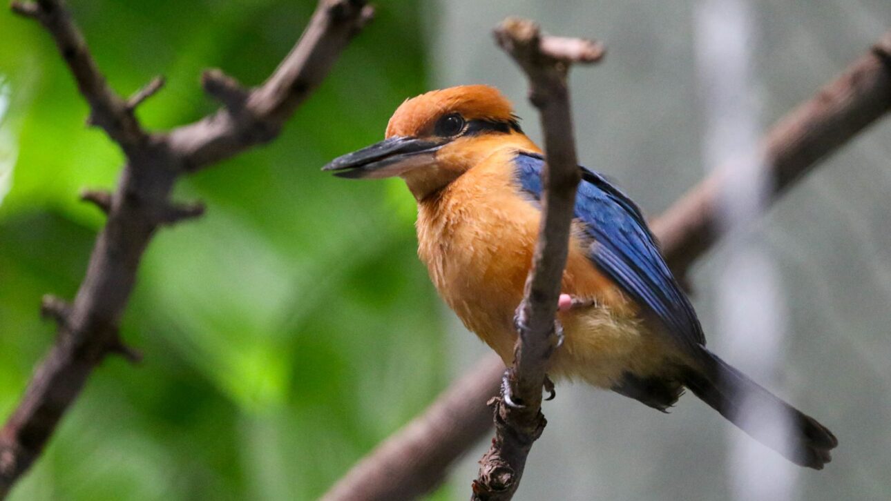 Pássaro sihek, extinto na natureza por quase 40 anos, volta a viver em ilha do Pacífico após ação de conservação e controle de invasores.
