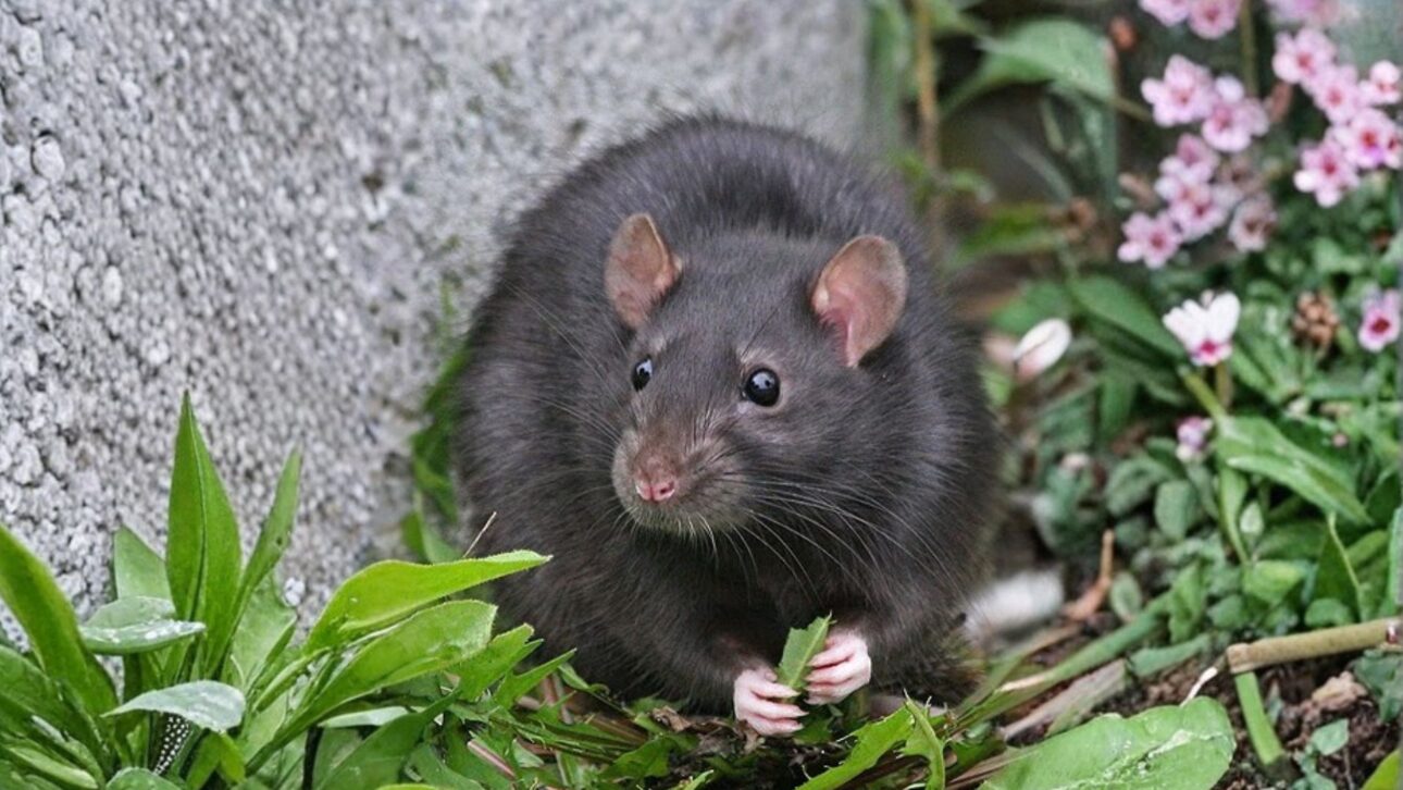 Ratos foram eliminados de uma ilha no Mediterrâneo e imagens de satélite revelaram um resultado inesperado sobre a recuperação da vegetação.