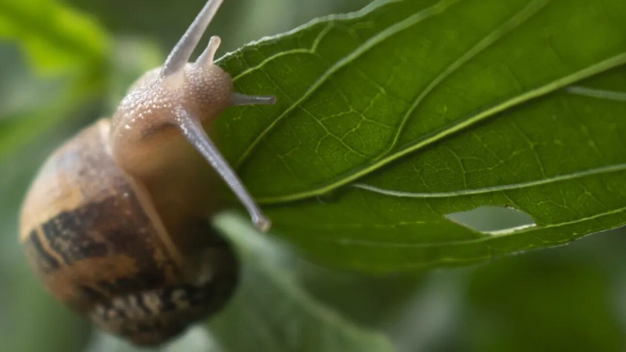Caracóis minúsculos dados como extintos reaparecem em ilha do Atlântico após criação em cativeiro e ações contra espécies invasoras.
