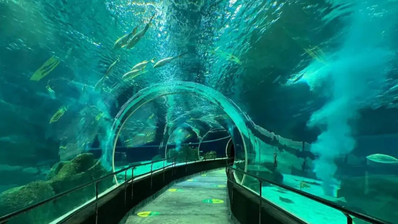 Com 4,5 milhões de litros e 26 mil m², o AquaRio abriga um oceano dentro de um prédio e revela como funciona o maior aquário marinho da América do Sul.