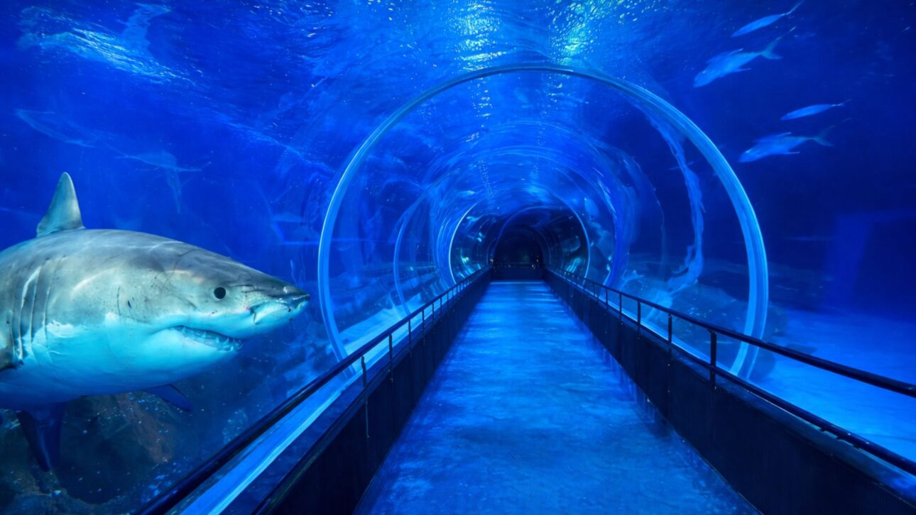 Com 4,5 milhões de litros e 26 mil m², o AquaRio abriga um oceano dentro de um prédio e revela como funciona o maior aquário marinho da América do Sul.